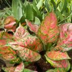 Filtra el aire y es perfecta para los dormitorios m&aacute;s oscuros, ya que necesita poca luz para crecer.