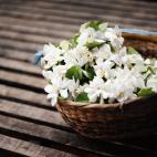 Su olor reduce la ansiedad y mejora la calidad del sue&ntilde;o.