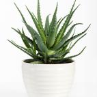 Emite ox&iacute;geno por la noche y su extracto es perfecto para el cuidado de la piel.