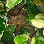 Elimina el moho y la humedad del aire. Es perfecta para los asm&aacute;ticos.