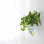 Provoca reacciones parecidas a la hiedra. Pueden ir desde molestias digestivas a problemas neurol&oacute;gicos graves e incluso la muerte, escriben en veterinarios.com.