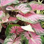 Todas sus partes son venenosas. "Es muy irritante debido a los cristales de oxalato de calcio. Adem&aacute;s de irritar la piel y los ojos al contacto, internamente causa edemas, inflamaciones y congesti&oacute;n", explican en la web veteri...