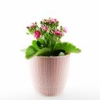 Contiene varias sustancias t&oacute;xicas﻿ que pueden provocar v&oacute;mitos y diarreas, y en ocasiones, arritmias.