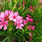 Estas plantas de jard&iacute;n tienen sustancias t&oacute;xicas que pueden provocar importantes problemas a los perros. La sustancia m&aacute;s caracter&iacute;stico es la oleandrina, un gluc&oacute;sido que produce graves trastornos card&iacute...