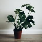 Estas plantas contienen cristales de oxalato de calcio insolubles, que pueden irritar la boca y los labios del perro. "Si traga algunas hojas, es probable que se muerda la boca o incluso babee y tenga arcadas", explica Ann Hohenhaus en BeChewy.