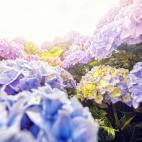 Comer las hojas de una hortensia suele provocar problemas digestivos como dolor abdominal, v&oacute;mitos o sangre en las heces.