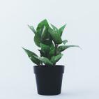 Si un perro mordisquea sus hojas, es probable que sienta como si su boca, lengua y labios se queman, por los cristales de oxalato de calcio (los mismos de los filodendros). Tambi&eacute;n puede producirle exceso de baba y v&oacute;mitos, e inclu...