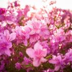 Todas las partes de la azalea son t&oacute;xicas. Provocan irritaci&oacute;n de la boca y el tracto digestivo con v&oacute;mitos y diarreas. En los casos m&aacute;s graves puede darse una bajada de la presi&oacute;n sangu&iacute;nea y el animal ...