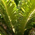 Todas sus partes son peligrosas, pero lo son especialmente las semillas. Los s&iacute;ntomas aparecen 12 horas despu&eacute;s de ingerirla y "pueden incluir v&oacute;mitos, diarrea, debilidad, desvanecimientos, fallo hep&aacute;tico o toxicidad ...