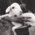 5c8a597d230000040122feeb