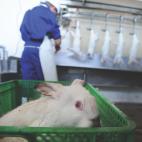 &quot;El siguiente en la cadena de matanza&quot;. &quot;Como los conejos no pueden vocalizar su angustia, la zona de matanza es relativamente silenciosa excepto por el sonido del golpeteo de los pies de cientos de animales, que es la se&ntilde;a...