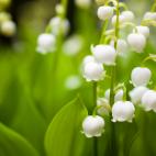 En tierra, en maceta y en jarr&oacute;n. Siempre es peligroso. &iexcl;Incluso seco! Y tambi&eacute;n el agua de los que est&aacute;n en un jarr&oacute;n. Los primeros signos de intoxicaci&oacute;n aparecen de 15 minutos a 6 horas despu&eacu...