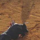 Toros en San Sebasti&aacute;n de los Reyes.