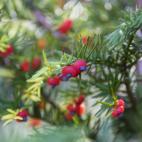 Hojas, semillas y corteza del tejo son peligrosas para los perros. &ldquo;Pueden provocarles v&oacute;mitos, letargo, marcha inestable y, lo que es m&aacute;s grave, cambios en el coraz&oacute;n y la presi&oacute;n arterial, que pueden poner en ...