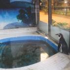 Ping&uuml;ino Humboldt, Centro Comercial Pata, Bangkok. &quot;Este ping&uuml;ino solitario vive en el zool&oacute;gico de Pata, que se encuentra en los dos &uacute;ltimos pisos de unos almacenes dentro de un caluroso y h&uacute;medo centro come...