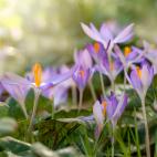 El azafr&aacute;n silvestre tambi&eacute;n se conoce como mataperros. Tiene colchicina, un potente t&oacute;xico que inhibe la divisi&oacute;n celular.