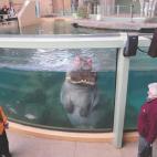 El hipop&oacute;tamo Foggy, en el Zool&oacute;gico de Calgary (Canad&aacute;). &quot;Cuando los hipop&oacute;tamos no estaban nadando en c&iacute;rculos, descansaban en la plataforma al otro lado del cristal, donde se les daba de comer&quot;.