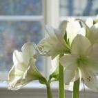 Contiene alcaloides, entre ellos licorina y galantamina, que producen v&oacute;mitos, depresi&oacute;n, diarrea, dolor abdominal, hipersalivaci&oacute;n, anorexia y temblores.