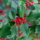 Comer las hojas o los frutos del acebo provoca irritaci&oacute;n estomacal e intestinal, con v&oacute;mitos, diarrea y babeo. En altas dosis puede reducir el ritmo card&iacute;aco y llevar al coma o incluso la muerte, apuntan en veterinarios.com