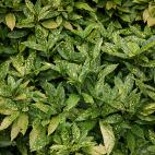 El efecto m&aacute;s com&uacute;n que produce la ingesta de aucuba son los problemas gastrointestinales. A grandes dosis, puede provocar problemas neurol&oacute;gicos (temblores, espasmos, desorientaci&oacute;n), dificultad respiratoria y altera...