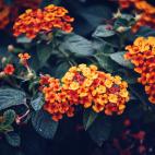 Las hojas y los frutos verdes son altamente peligrosos. El contacto ya irrita y puede causar dermatitis, e inflamaciones severas, con dificultades para tragar y respirar. En dosis bajas puede paralizar el sistema biliar y conducir a un fallo hep...