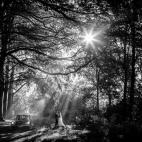 "La luz colándose entre los árboles crea una atmósfera de otro mundo. Como si estuvieran tomándose un descanso después de un paseo en coche, la pareja se pierde junta en este aislado y mágico mundo. Los rayos de sol y el blanco y negro hac...