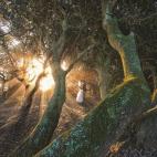 "El sol bajo llenaba este bosque de corrientes de luz. La pareja posaba perfectamente entre los troncos retorcidos, haciendo que destaquen entre el follaje. Rodeados por los tonos fríos y musgosos, ellos están en el corazón dorado y brillante...