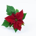 En dosis bajas, provoca v&oacute;mitos, diarreas y babeo. En dosis altas, las mascotas pueden experimentar temblores y delirios, y en los casos m&aacute;s extremos e infrecuentes, coma y muerte por fallo multiorg&aacute;nico. Por contacto, puede...