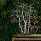 Uno de los bonsáis de Felipe González, cuyo cuidado es una de sus máximas aficiones.