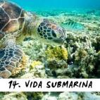 14. Vida submarina