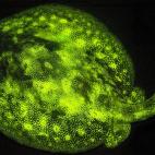 A pesar de su nombre, la raya amarilla (Urobatis jamaicensis) emite un intenso color verde. Pero lo hace en una longitud de onda que escapa al ojo humano. Vive en los mares del Caribe.