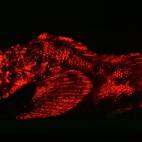 Para poder captar el color de animales como este falso pez piedra, los investigadores usaron cámaras especiales que filtraban las partes azules y amarillas del espectro.