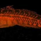 5c8a509f250000e203c8e397