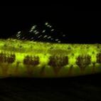 Muchos de estos peces, como el pez lagarto grácil viven en los arrecifes y usan sus intensos verdes en sus acercamientos para aparearse.