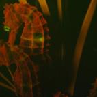 Uno de los animales marinos más fascinantes es el caballito de mar. Ahora se sabe que varias de sus subespecies son fluorescentes y emiten luz entre roja y anaranjada.