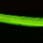¿Quién no reconocería a una anguila en esto que parece un tubo de neón verde?