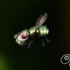 Kiddie Art. (Telmo Pieper, de TELMO MIEL)