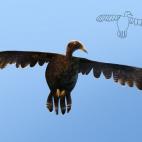 Kiddie Art. (Telmo Pieper, de TELMO MIEL)