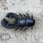 Kiddie Art. (Telmo Pieper, de TELMO MIEL)