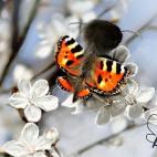 Kiddie Art. (Telmo Pieper, de TELMO MIEL)