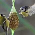 Un herrerillo común (Cyanistes caeruleus), y un carbonero común (izquierda), ante una bolsa de almendras.