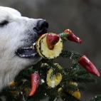 Un oso polar del zoo de Hannover (Alemania), feliz ante su regalo navideño: un árbol con frutas.