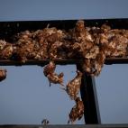 Una pala mueve los cuerpos de las aves en &Iacute;scar, Valladolid.