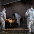 6206294d360000623724ea1c