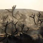 El reno es un animal que sirva para desplazarse; su piel sirve de abrigo y su carne de alimento.