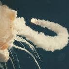 Las fotos largamente olvidadas del accidente del Challerger han sido encontradas por Michael Hindes.