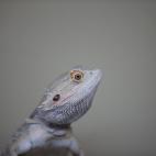 Un dragón barbudo mira hacia arriba en su tanque en la Real Sociedad para la Prevención de la Crueldad contra los Animales (RSPCA), un centro de rescate de reptiles de Brighton, Inglaterra.