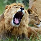 Un león bosteza en el zoo de Erfurt, Alemania.