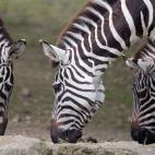 Varias cebras se alimentan en el zoo de Muenster, Alemania.