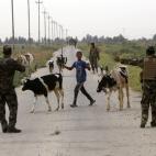 Militares del gobierno iraquí hablan con un chico que está cuidando a sus vacas para decirle que se sitúe a un lado de la carretera.